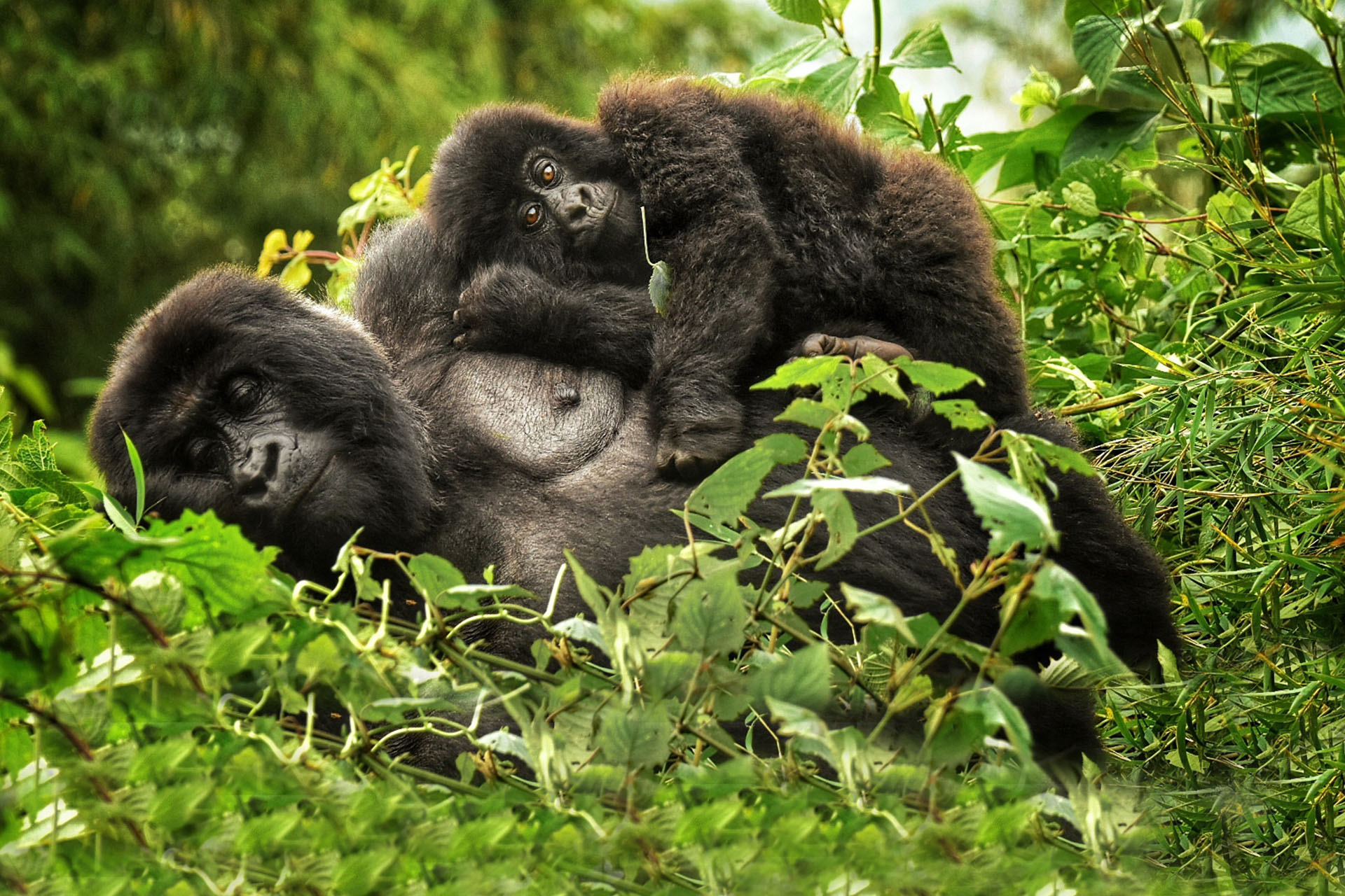 3 Nights Rwanda Safari - The Governors Camp
