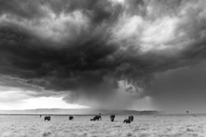 black and white shot of elephant in November