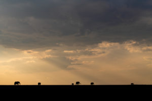 Group of elephants April time 