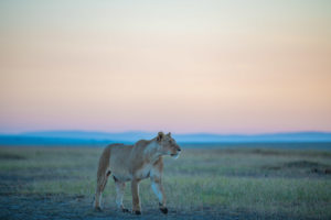 Lioness in January