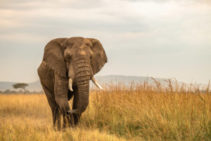 Two-tusked adult elephant in dry season