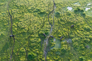 Green season in Kenya