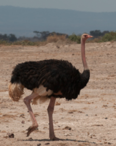 ostrich