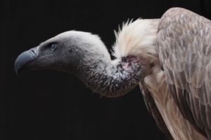 white-backed vulture 