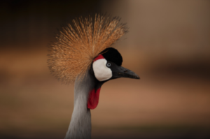 grey-crowned crane 