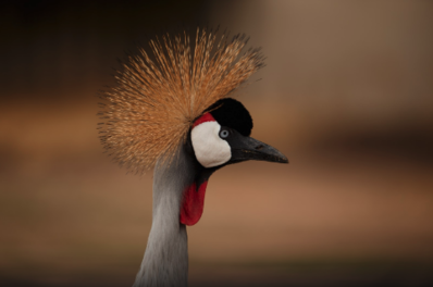 The most unique African animals and where to find them | Governors The most unique African animals and where to find them | Governors