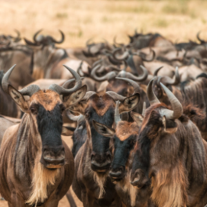 wildebeest 