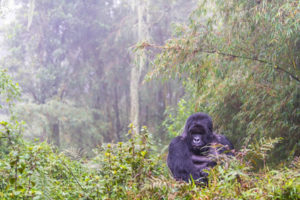 wild male gorilla