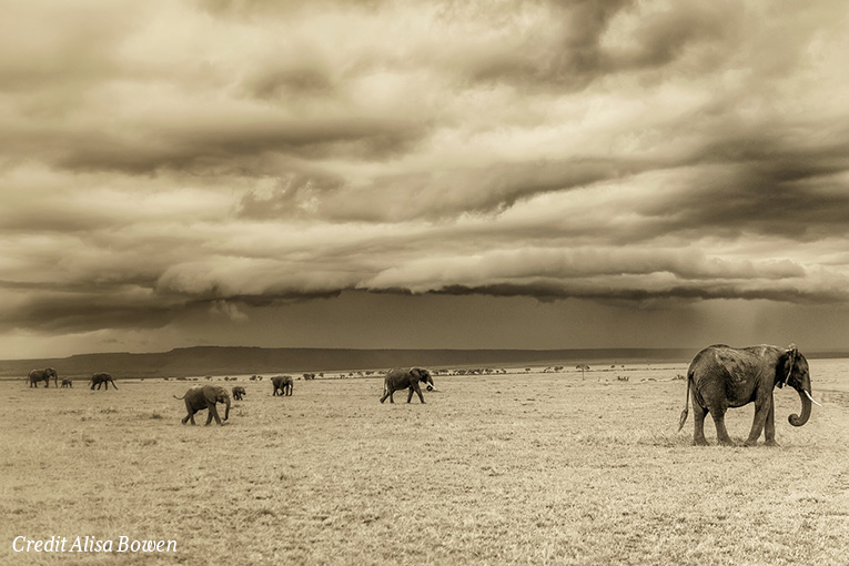 Masai Mara Game Report: December 2019 - The Governors Camp