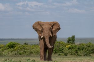 Elephant in Masai Mara 