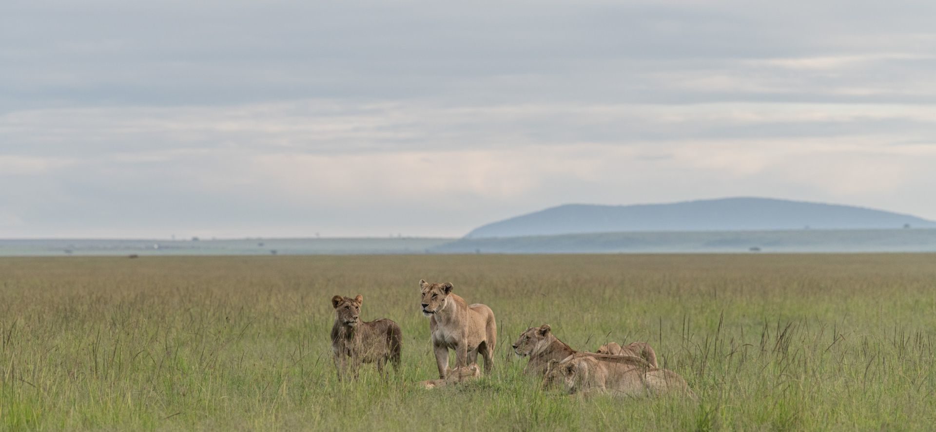 Masai Mara in February | Masai Mara Weather in February