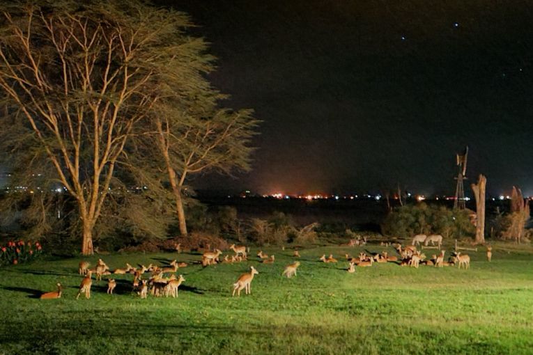 Impala Loldia House Great Rift Valley Kenya
