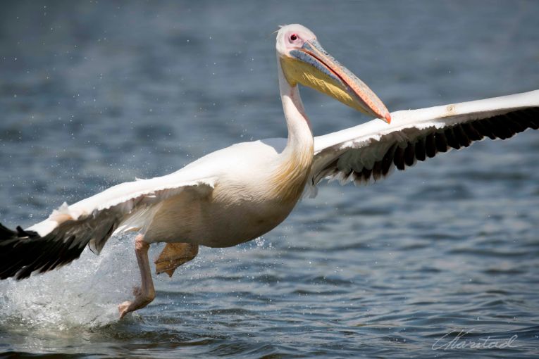 Pink Backed Pelican on Lake Naivasha Kenya Great Rift Valley
