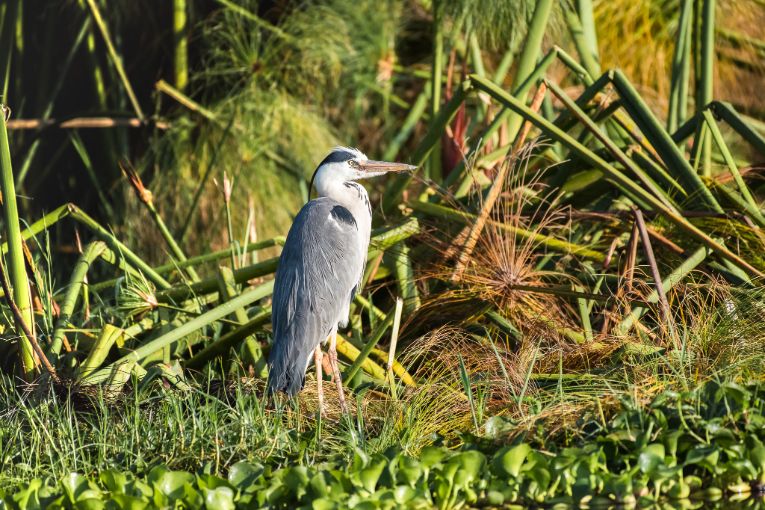 A Grey Heron on the lookout for a meal