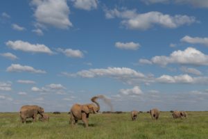 Elephants on plains 