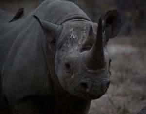 black rhino head 