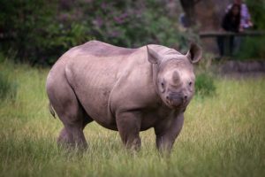 a black rhino