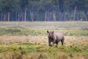black rhino running 