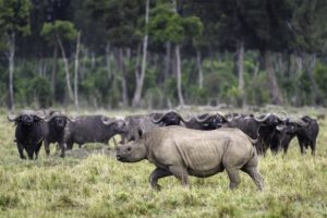 black rhino full body shot 