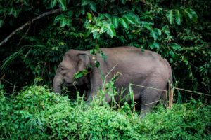 pygmy elephant in forest 