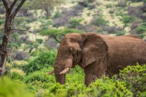 Elephant walking in forest 