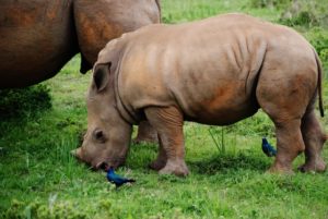a rhino calf 