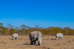 three white rhino grazing