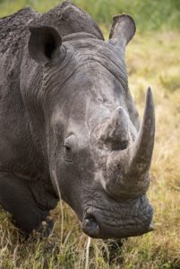 white rhino face on