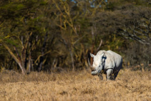 a white rhino with large horn