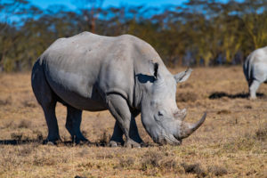 white rhino full body shot