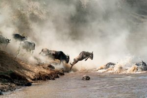 Wildebeest jumping into river 