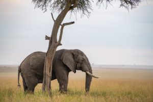 elephant under acacia tree 