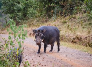 Wild hog on path 