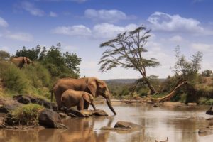 Elephants in river 