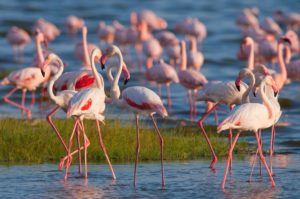 Flamingos standing in lake 