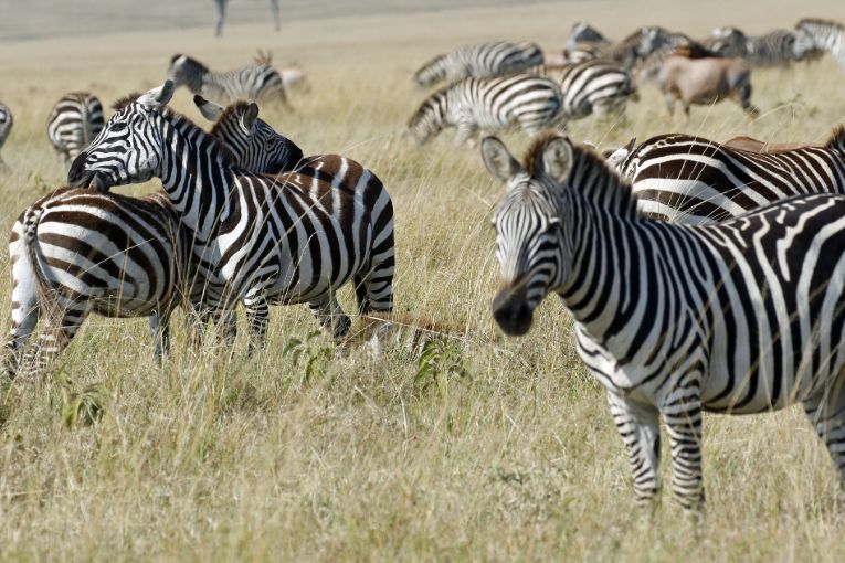 Masai Mara weather and wildlife in June 