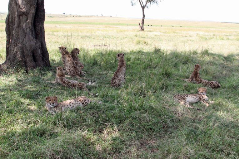 wild cheetah and cubs Masai Mara