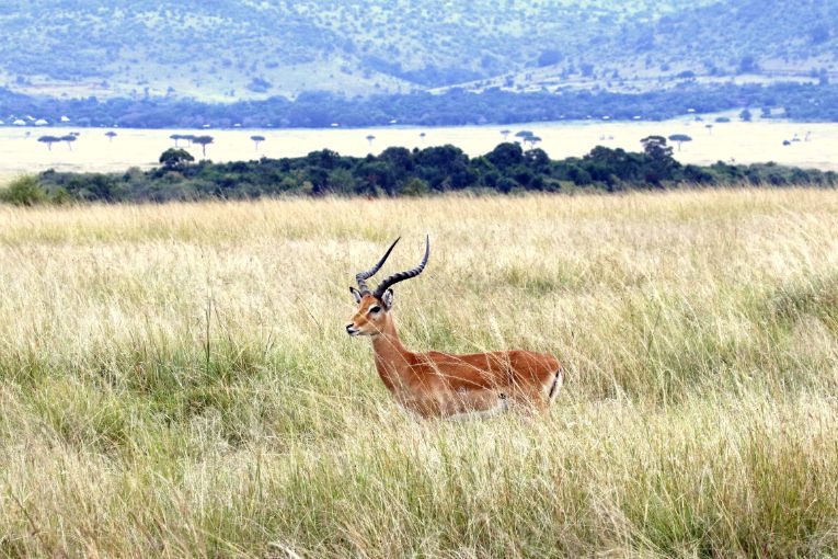 Masai Mara weather and wildlife in June 