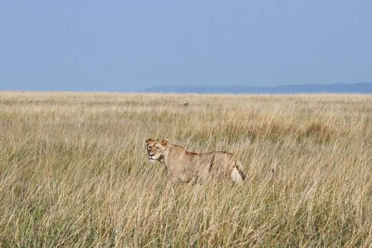 Masai Mara weather and wildlife in June 