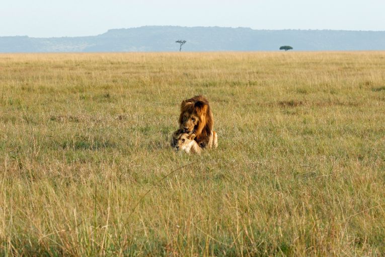 Masai Mara weather and wildlife in June 