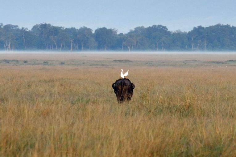 Masai Mara weather and wildlife in June 