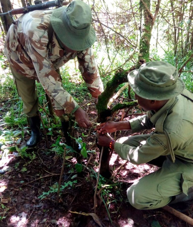 de snaring traps wildlife conservation 