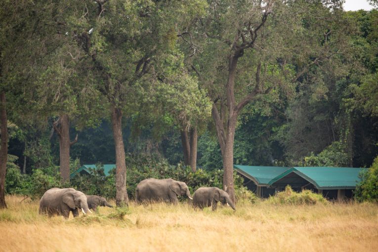 elephants at Governors Camp Masai Mara