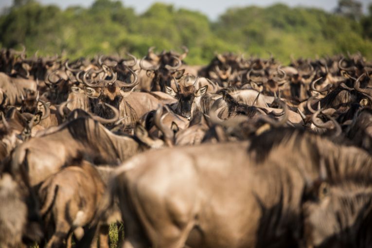 Masai Mara Great Wildebeest Migration