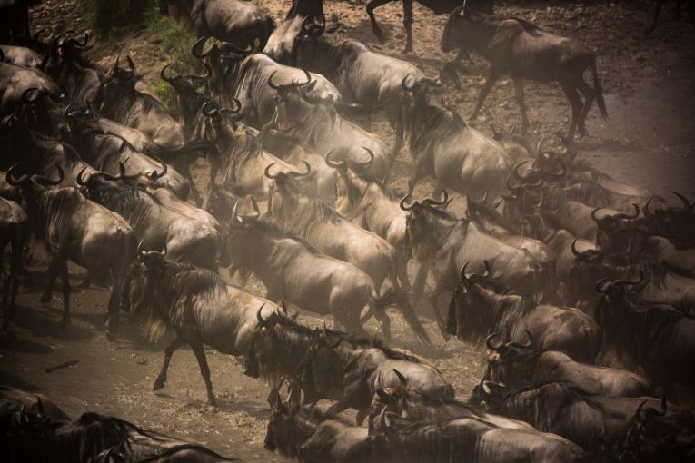 Masai Mara wildebeest migration 