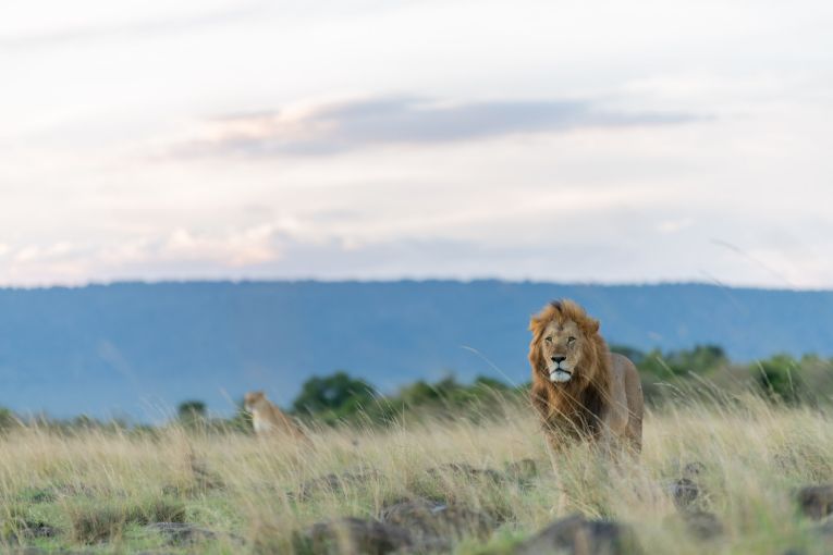 exclusive wildlife safari kenya masai mara 