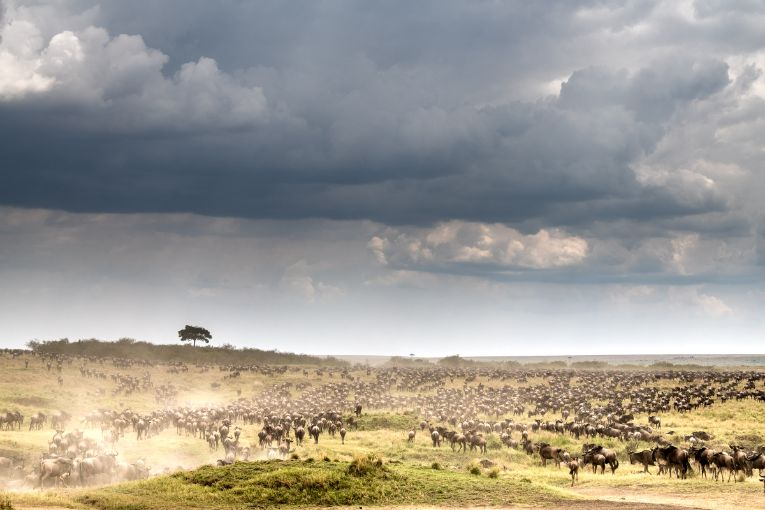 Great Migration wildebeest Masai Mara Kenya