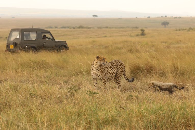 Cheetah conservation Kenya