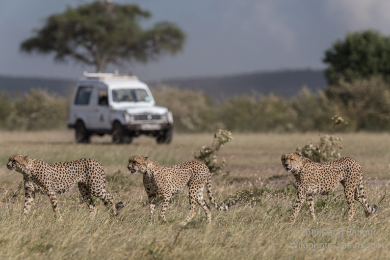 Cheetah conservation Kenya