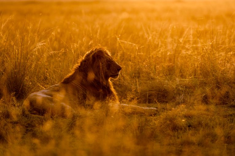 lion masai mara 